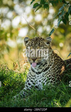 Leopardo che mostra la sua lingua, Maasai Mara, Kenya Foto Stock