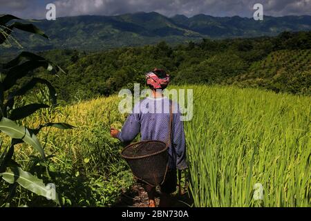 Un uomo tribale cammina attraverso il campo di Jhum a Thanchi a Bandarban, Bangladesh il 27 agosto 2019. Jhum è il raccolto principale per la comunità tribale che vive nelle piste di Chittagong Hill in Bangladesh. Jhum raccolti- risone, fresco, zenzero, curcuma, mais, zucca, cotone, brinjal, okra, spinaci qualche altra raccolta di verdure su pendii di collina ogni anno. I coltivatori tribali applicano il loro tecnico speciale per coltivare Jhum. Undici comunità indigene vivono nelle terre collinari che dipendono dalle colture Jhum. In questa stagione intere terre collinose ottengono l'aspetto dorato. Foto Stock