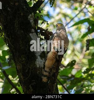 Falco stradale (Buteo magnirostris), Penisola di Osa, Costa Rica Foto Stock