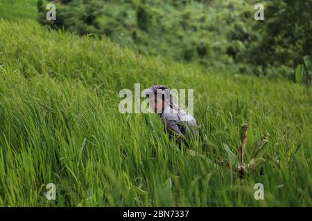 Una donna tribale che lavora al Jhum Field di Thanchi a Bandarban, Bangladesh, il 27 agosto 2019. Jhum è il raccolto principale per la comunità tribale che vive nelle piste di Chittagong Hill in Bangladesh. Jhum raccolti- risone, fresco, zenzero, curcuma, mais, zucca, cotone, brinjal, okra, spinaci qualche altra raccolta di verdure su pendii di collina ogni anno. I coltivatori tribali applicano il loro tecnico speciale per coltivare Jhum. Undici comunità indigene vivono nelle terre collinari che dipendono dalle colture Jhum. In questa stagione intere terre collinose ottengono l'aspetto dorato. Foto Stock