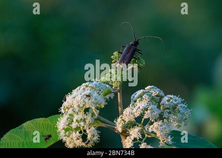 Bug su Wild Flower con sfondo sfocato Foto Stock