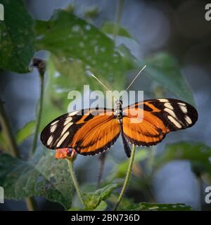Farfalla di tigre a ali di Longwing (Heliconius ismenius), aka Imenius Tiger, Tiger Heliconian, Tiger Striped Longwing Foto Stock