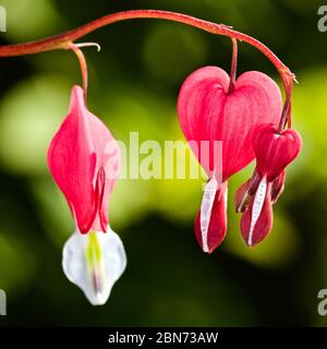 Lamprocapnos spectabilis cuore di spurgo Foto Stock