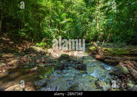 Ruscello della foresta pluviale in fondo alla valle, Costa Rica Foto Stock
