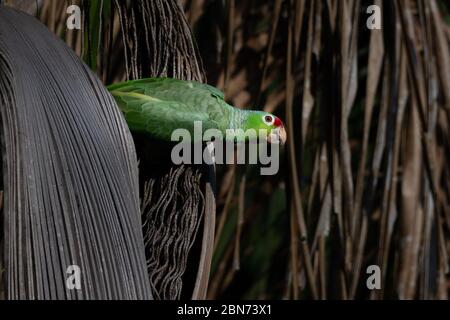 Rosso-lored Parrot (Amazona autumnalis) Foto Stock