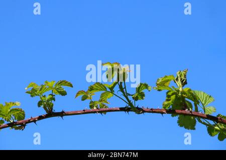 Un gambo di bramble spinoso, Robus fruticosus, con foglie verdi fresche isolate contro un cielo azzurro limpido al sole di primavera. Foto Stock