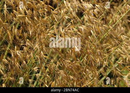 Primo piano di erba onamentale stipa gigantea che cresce al sole estivo Foto Stock