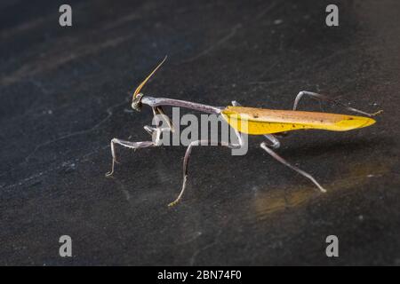 Unicorn Mnatis (Phyllovates clorophea) Foto Stock