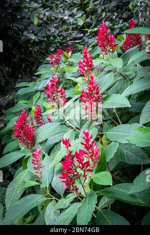 Megaskepasma Erythrochlamys, Bush rosso brasiliano del chiostro, Justicia Vermelha Foto Stock