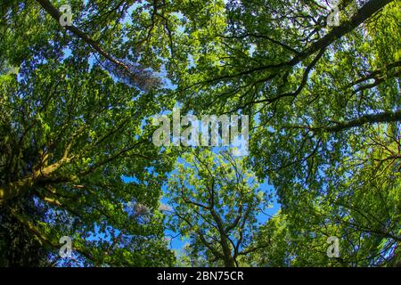 Un antico baldacchino di alberi di bosco nel Regno Unito attraverso una lente a occhio di pesce nel sole di primavera con foglie verdi fresche contro un cielo blu Foto Stock