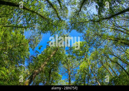 Un antico baldacchino di alberi di bosco nel Regno Unito attraverso una lente a occhio di pesce nel sole di primavera con foglie verdi fresche contro un cielo blu Foto Stock