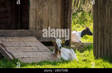 Capre alpine di fronte ad un fienile sui prati montani del Passo Vezzena (Passo Vezzena) provincia di Trento, Trentino Alto Adige, Italia, Europa. Foto Stock