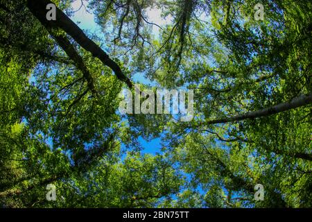 Un antico baldacchino di alberi di bosco nel Regno Unito attraverso una lente a occhio di pesce nel sole di primavera con foglie verdi fresche contro un cielo blu Foto Stock