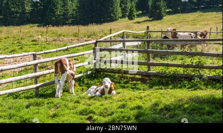 Pascolo delle mucche sui prati montani della provincia di Trento del Passo Vezzena, Trentino Alto-Adige, Italia, Europa. Foto Stock