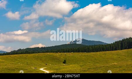 Paesaggio estivo di Vezzena in provincia di Trento, Trentino Alto Adige, Italia, Europa. Foto Stock