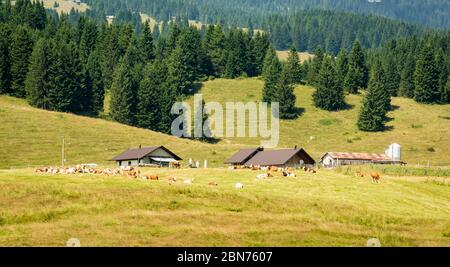 Pascolo delle mucche sui prati montani della provincia di Trento del Passo Vezzena, Trentino Alto-Adige, Italia, Europa. Foto Stock