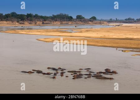 South Luangwa National Park, Zambia Foto Stock