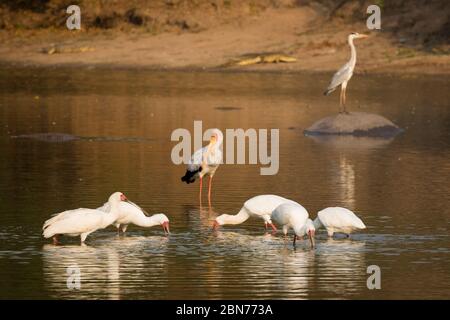 Rosate le spatole nel Parco Nazionale di Mana Pools, Zimbabwe Foto Stock