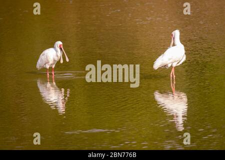 Rosate le spatole nel Parco Nazionale di Mana Pools, Zimbabwe Foto Stock