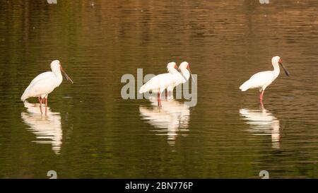 Rosate le spatole nel Parco Nazionale di Mana Pools, Zimbabwe Foto Stock