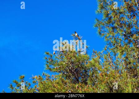 Singolo uccello Eurasian Magpie - pica pica latina - conosciuto anche come comune magpie abitando nativamente in senso ampio continente eurasiatico su un albero di pino nel parco della città Foto Stock