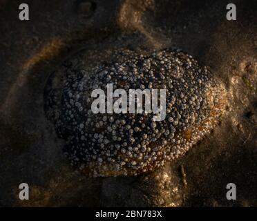 Colonie di Barnacles su pietre a bassa marea su Worthing Beach, West Sussex, Regno Unito Foto Stock