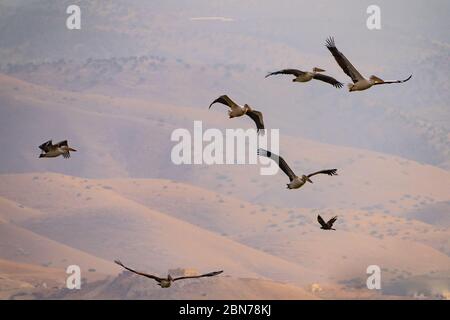 Un gregge di Pelican (Pelecanus onocrotalus) in volo. Questo uccello, conosciuto anche come il pellicano bianco orientale, vive in grandi colonie in Africa Foto Stock