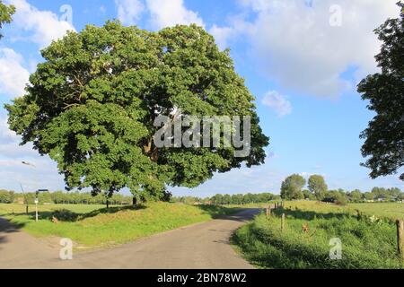 un paesaggio rurale di un grande tiglio antico con foglie verdi si erge nella campagna olandese vicino a una strada e a un cielo blu con nuvole Foto Stock
