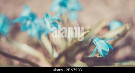 Fiore Bluebell. I primi fiori primaverili crescono nel giardino Foto Stock