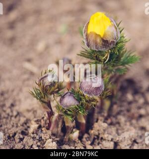 Piccolo fiore giallo crescono in un giardino primaverile primo piano. Foto Stock