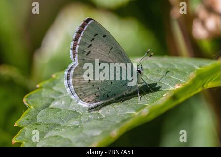 Femmina Holly farfalla blu poggiato sulla foglia Foto Stock