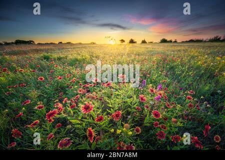 Texas Wildflowers all'alba Foto Stock