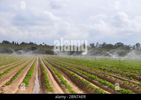 Irrigazione di raccolto con sprinkler d'acqua fotografati nel deserto del Negev settentrionale, Israele Foto Stock