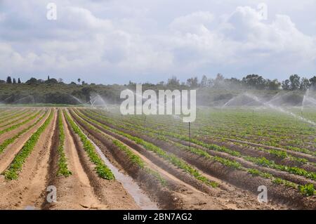 Irrigazione di raccolto con sprinkler d'acqua fotografati nel deserto del Negev settentrionale, Israele Foto Stock