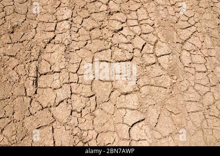 Ambiente concetto siccità deserto paesaggio. Terra secca incrinata in un'area arida. Fotografato a Wadi Rum, Giordania in aprile fotografato nel nord Foto Stock