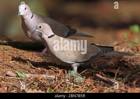 COLARED COLOVE, REGNO UNITO. Foto Stock