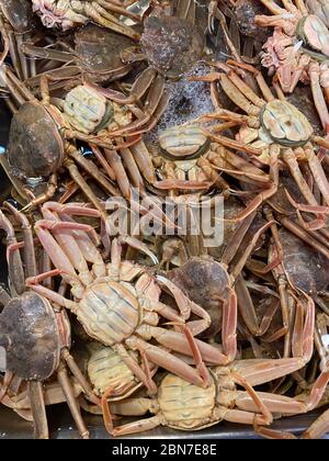 Granchi da neve femminili nel mercato del pesce a Sakaiminato, Tottori, Giappone Foto Stock