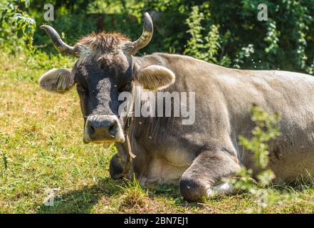 Primo piano Ritratto della mucca in piedi sul campo erboso - Focus selettivo - Trentino alto adige - Alto Adige - Nord italia, europa Foto Stock