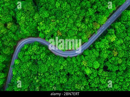 Vista aerea di foresta verde spessa con strada tortuosa che lo taglia. Foresta in estate Foto Stock