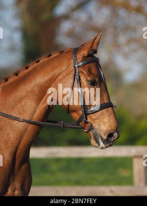 Un colpo di testa di un cavallo di castagno in una briglia di lumaffle Foto Stock