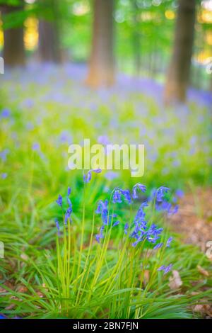 Shallow Focus Bluebells in una foresta soleggiata Foto Stock
