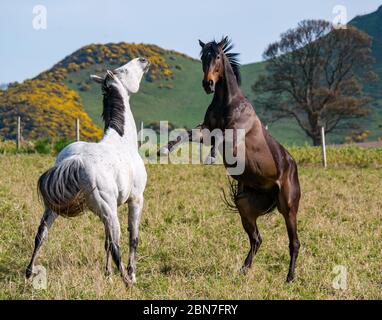 Cavalli giocosi che si arano in un campo in una giornata di sole, East Lothian, Scozia, Regno Unito Foto Stock