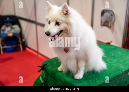 Cani giapponesi Spitz a Crufts 2020 Foto Stock