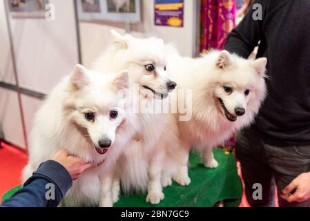 Cani giapponesi Spitz a Crufts 2020 Foto Stock
