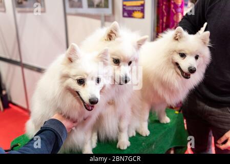 Cani giapponesi Spitz a Crufts 2020 Foto Stock