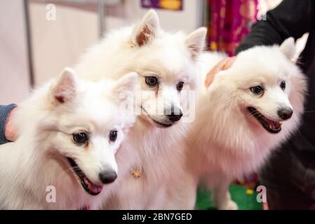 Cani giapponesi Spitz a Crufts 2020 Foto Stock