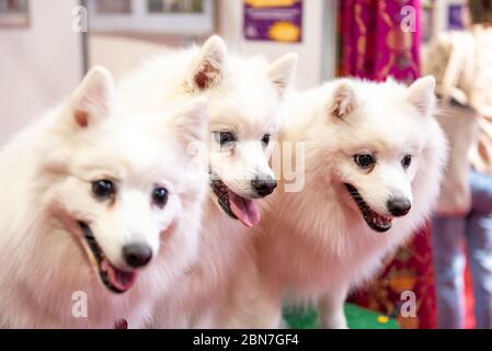 Cani giapponesi Spitz a Crufts 2020 Foto Stock