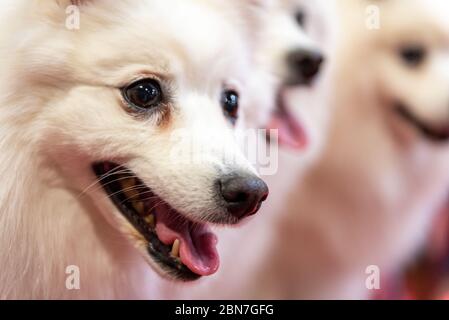 Cani giapponesi Spitz a Crufts 2020 Foto Stock