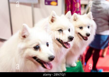 Cani giapponesi Spitz a Crufts 2020 Foto Stock