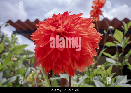Grande fiore rosso chiamato Dahlia, del genere botanico della famiglia Asteraceae, in giardino, Areal, Rio de Janeiro, Brasile Foto Stock